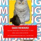 Lost Cat in El Paso, Texas — listing photo