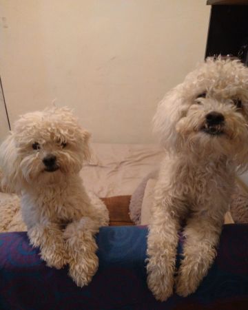 Lost Dog in Tucson, Arizona — listing photo