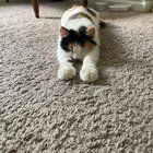 Found Cat in Toledo, Ohio — Surrender abandoned cat