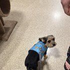 Lost Dog in Chattanooga, Tennessee — listing photo