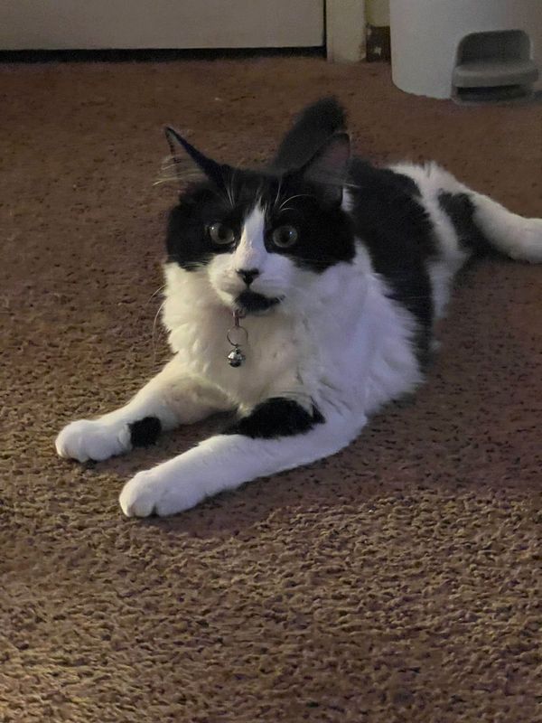 Lost Cat in Fremont, California — listing photo