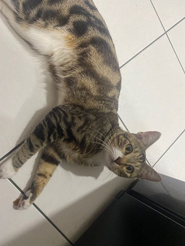 Lost Cat in Cypress, California — listing photo