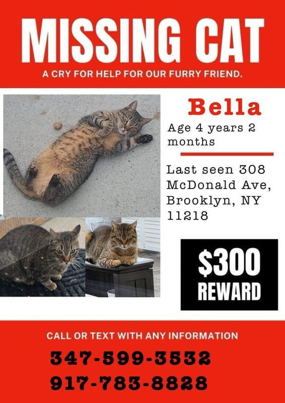 Lost Cat in New York, New York — listing photo