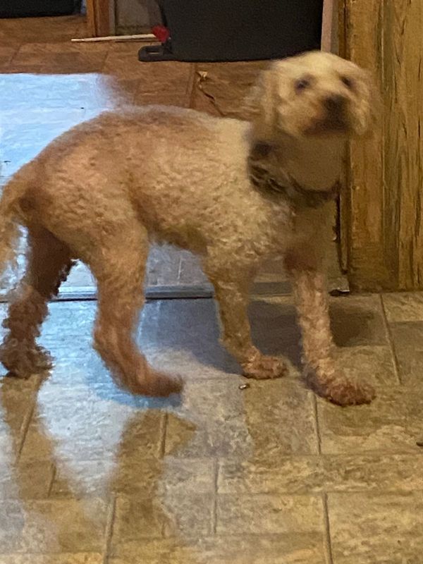 Lost Dog in Little Mountain — listing photo