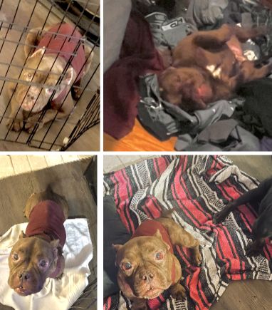 Lost Dog in Fort Worth, Texas — listing photo