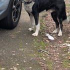 Found Dog in Portland, Oregon — listing photo