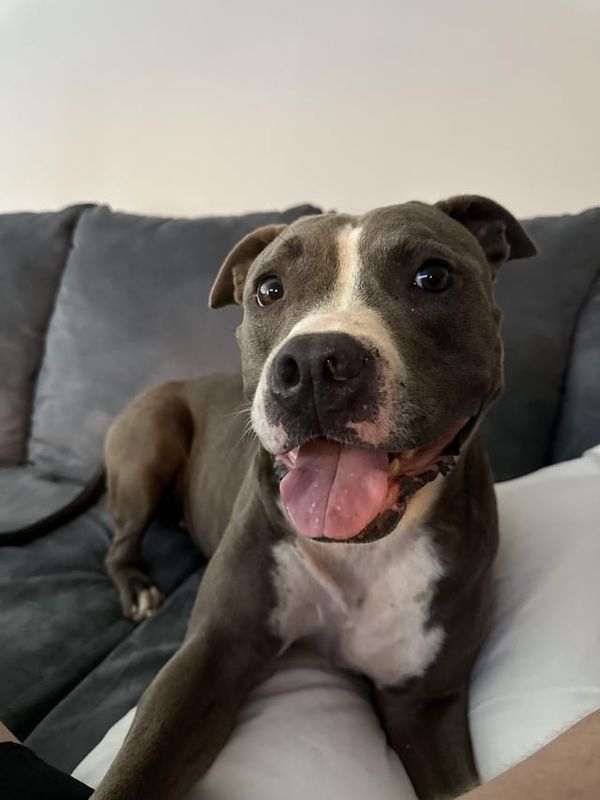 Lost Dog in Norfolk, Virginia — listing photo
