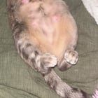 Found Cat in Nashville, Tennessee — I have a pregnant stray about to labor and unsure what to do with her