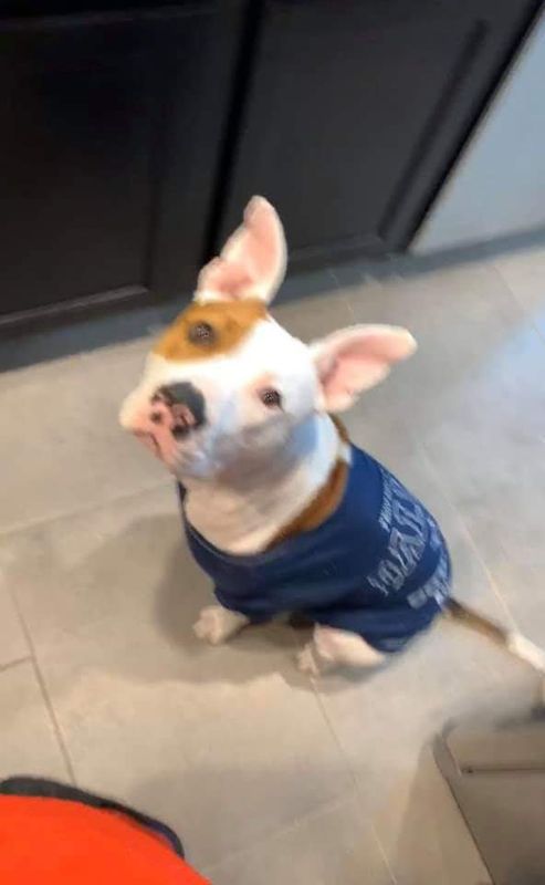 Lost Dog in Horizon City — listing photo