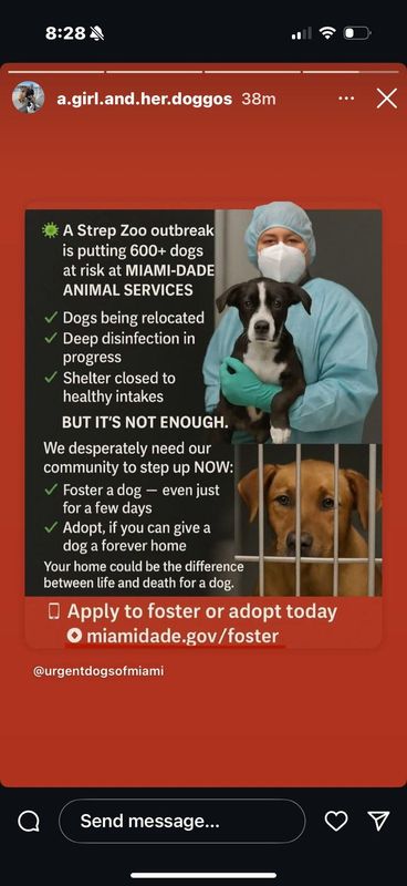Lost Dog in Miami, Florida — The MDAS is facing a deadly outbreak of a bacterial infection. Fosters are needed urgently
