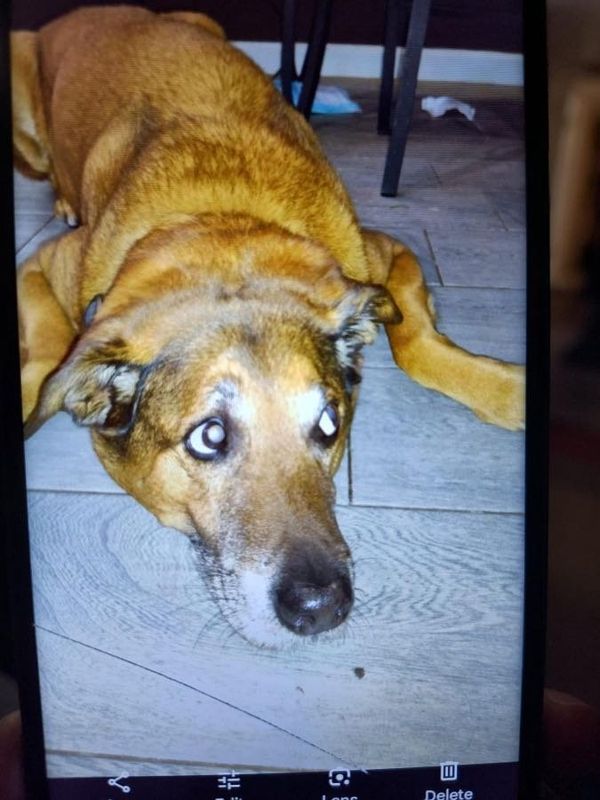 Lost Dog in Glendale, Arizona — listing photo