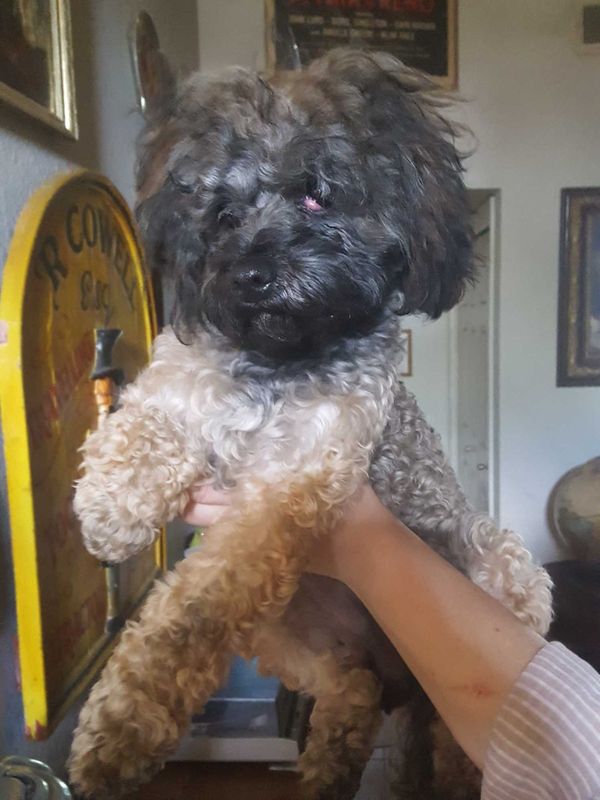 Found Dog in Fresno, California — listing photo