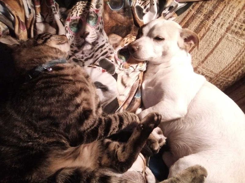Lost Dog in Tacoma, Washington — listing photo