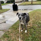 Lost Dog in Jacksonville, North Carolina — listing photo