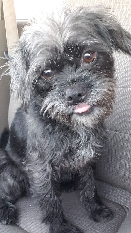 Found Dog in El Paso, Texas — listing photo