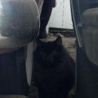 Lost Cat in Los Angeles, California — Resources for Cat Rescue