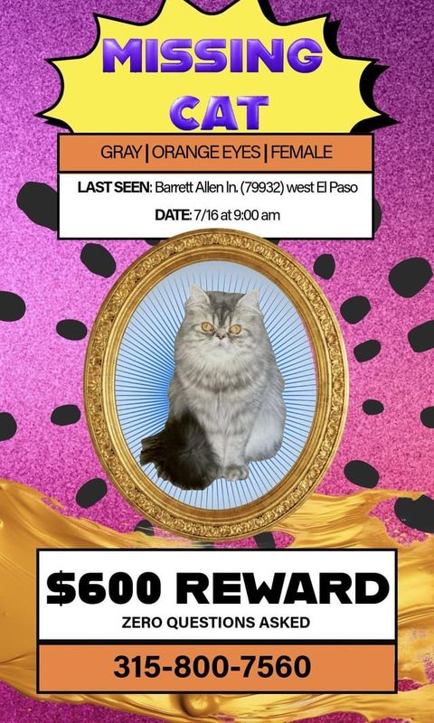 Lost Cat in El Paso, Texas — listing photo