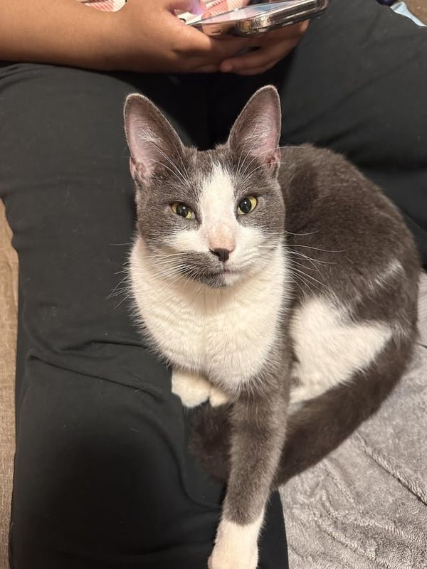 Lost Cat in Charlotte, North Carolina — Someone’s lost cat?