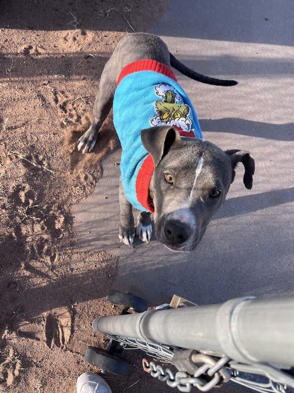Found Dog in El Paso, Texas — Dog in Milagro Hills Area