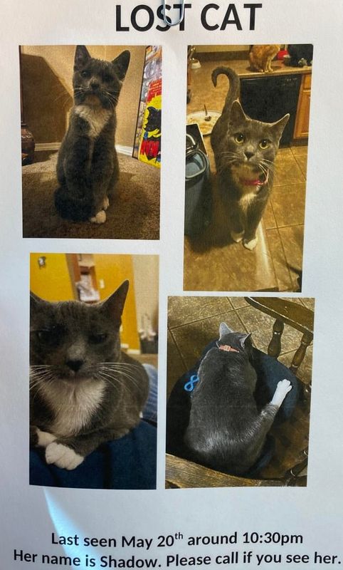 Lost Cat in El Paso, Texas — Hey everyone, we lost our cat when our house caught fire. We never found a body, so I am severely…