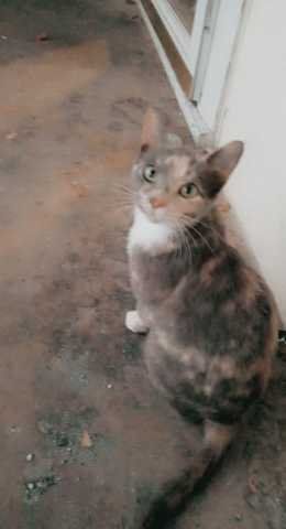Lost Cat in Ramseur — listing photo