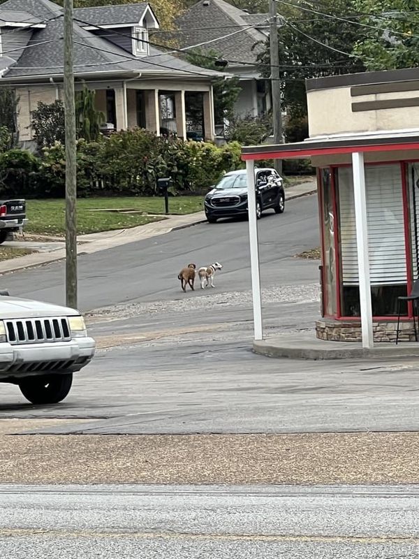 Lost Dog in Nashville, Tennessee — Two dogs running on the busy street in East Nash