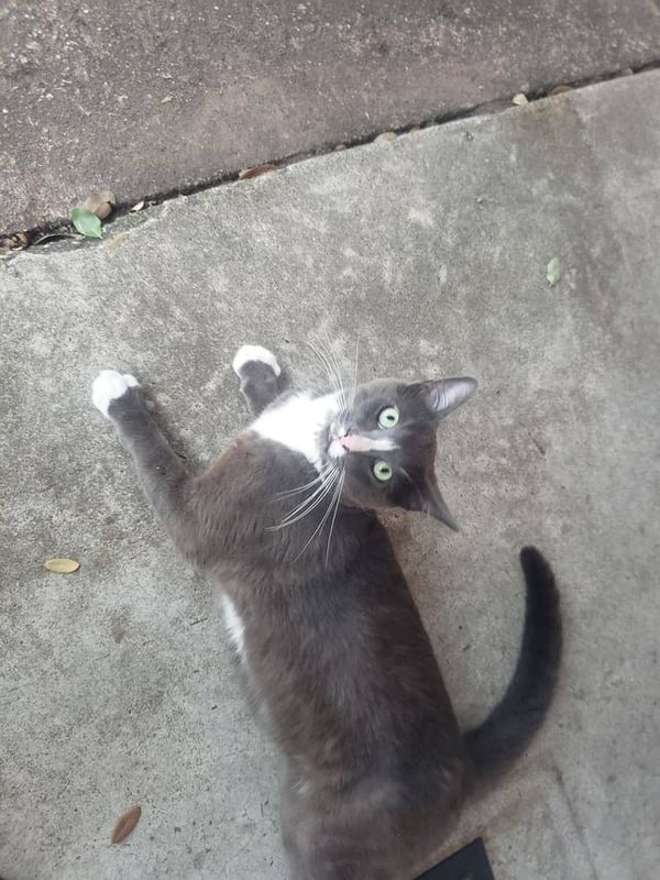 Lost Cat in Fort Worth, Texas — Is anyone missing a cat in West Ft Worth?
