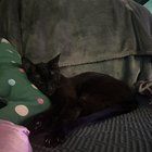 Lost Cat in San Diego, California — listing photo