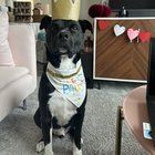 Lost Cat in Raleigh, North Carolina — listing photo
