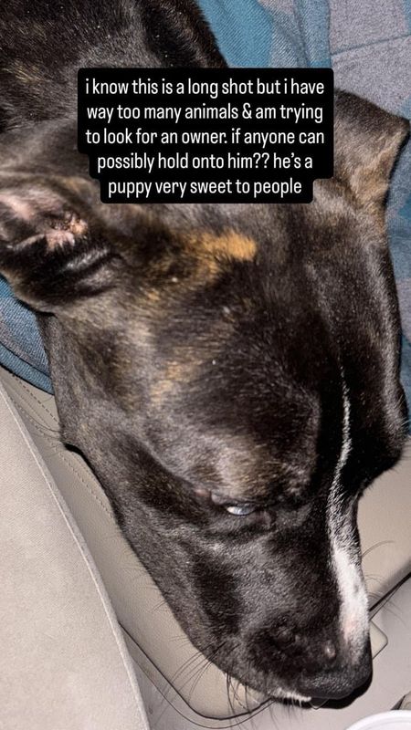 Lost Dog in Jacksonville, Florida — listing photo