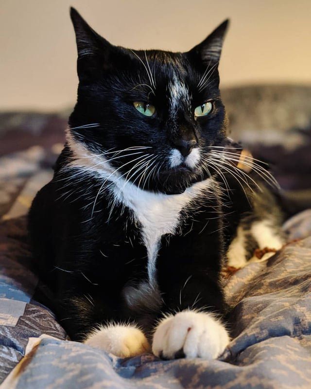 Lost Cat in Baltimore, Maryland — listing photo