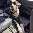 Found Dog in Oklahoma City, Oklahoma — !!update!! found dog no