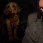 Lost Dog in Columbus, Ohio — listing photo