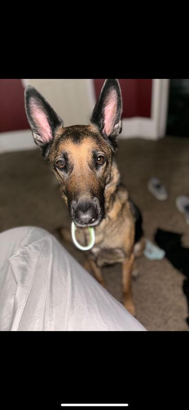 Lost Dog in Lincolnton — listing photo