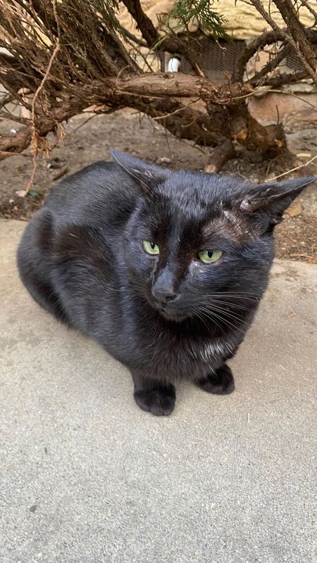 Lost Cat in San Jose, California — listing photo