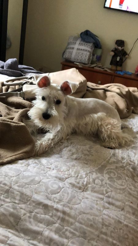 Lost Dog in El Paso, Texas — listing photo