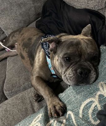 Lost Dog in Moore, Oklahoma — listing photo