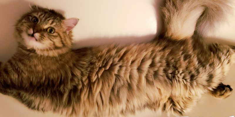 Lost Cat in Turtletown — listing photo