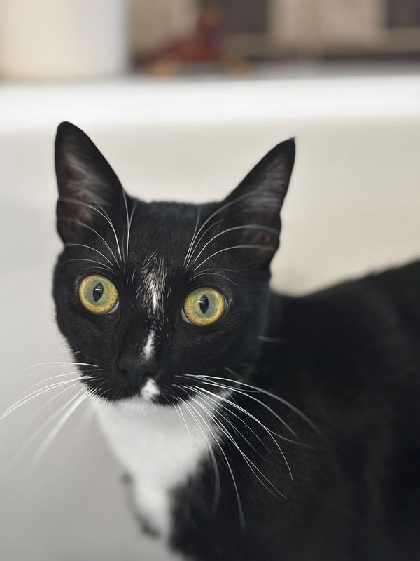 Lost Cat in Commerce City, Colorado — listing photo