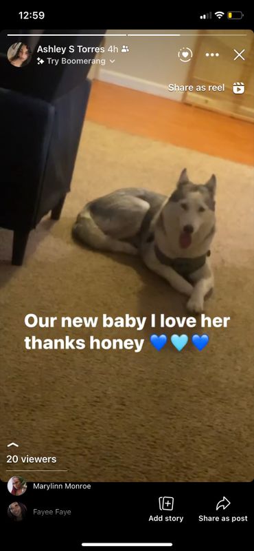 Lost Dog in West Sacramento, California — listing photo