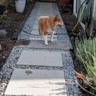 Lost Dog in Seattle, Washington — listing photo