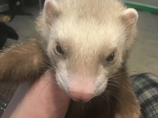 Lost Pet in K — listing photo