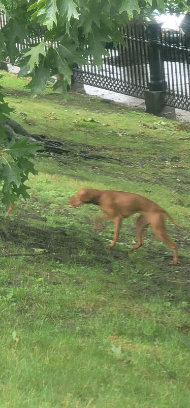 Lost Dog in Boston, Massachusetts — listing photo