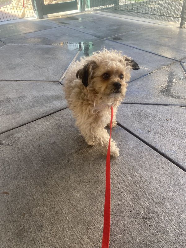Lost Dog in San Jose, California — listing photo