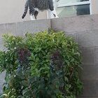 Lost Cat in Albuquerque, New Mexico — listing photo