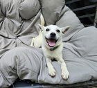 Lost Dog in Rescue — Do you recognize this dog?