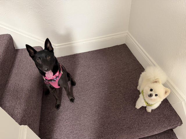 Lost Dog in San Francisco, California — listing photo