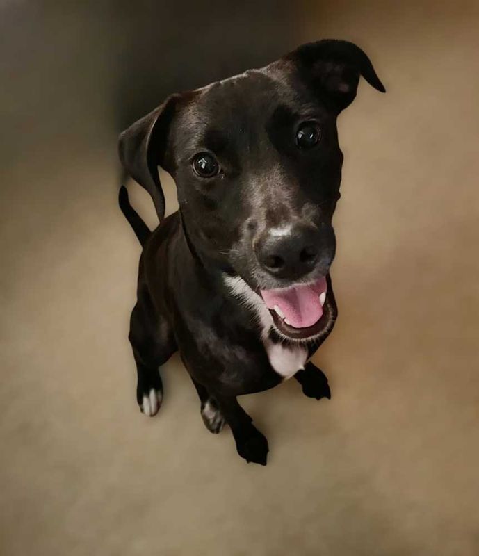 Lost Dog in Houston, Texas — listing photo