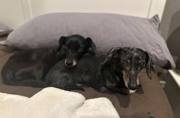 Lost Dog in TX 75835 — listing photo