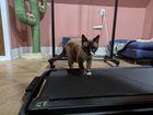 Lost Cat in K — listing photo